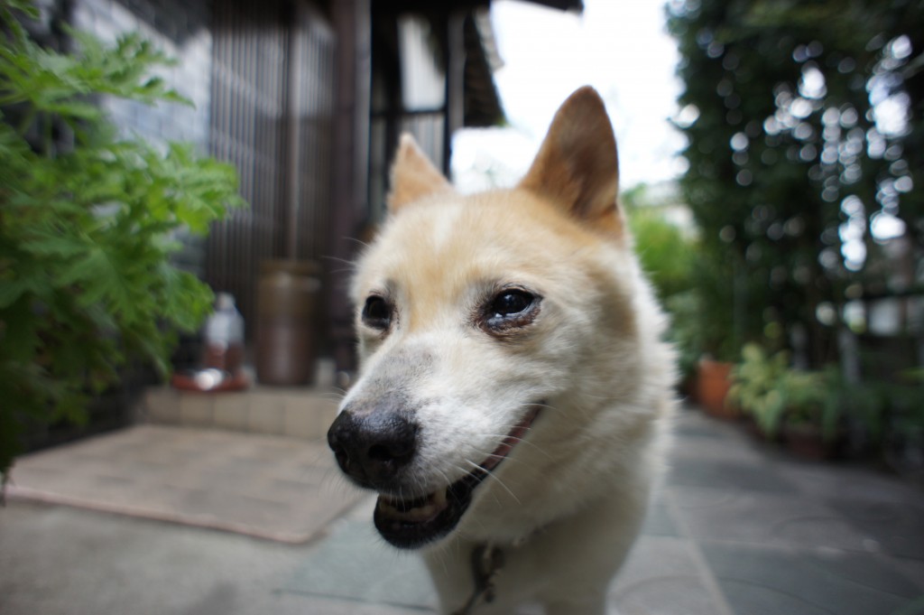 犬になったカピ 犬になったカピ